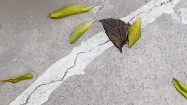 这蝴蝶的花纹让我更加敬佩大自然了#奇异动物召集令