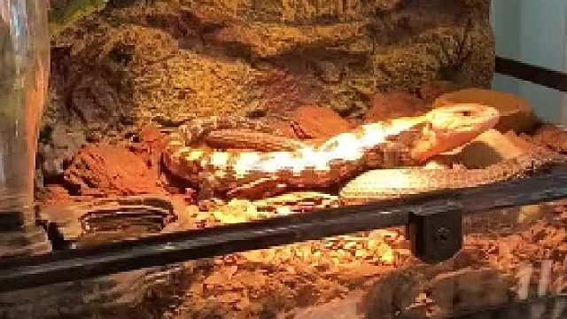 #爬宠 #盾甲蜥 又是新的发现，了解过后才精彩