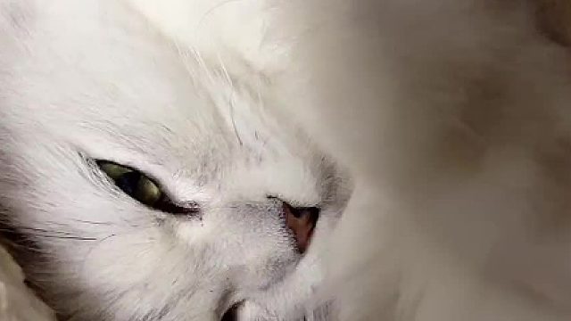 永强永强，永远强。#小奶猫的成长日记 #猫咪的迷惑行为