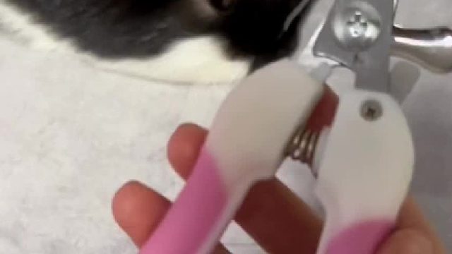 回复 @brococo的评论 我和宠物斗智斗勇的时刻#萌宠日常记录 #奇异动物召集令 #乐歌 #臭鼬日常