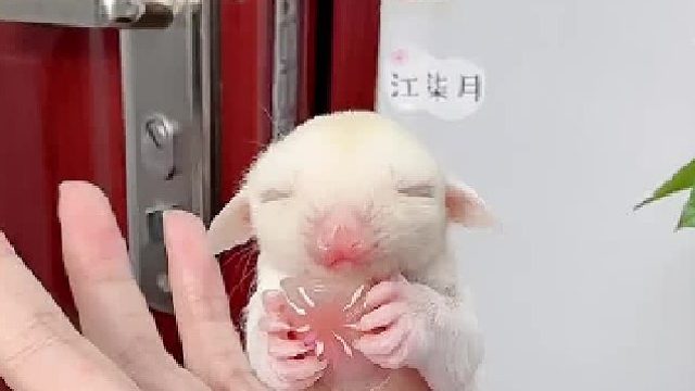 小小一只，好像拇指猴