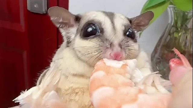 今天吃个大虾，省得你们说我天天让它吃素不给吃肉