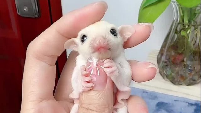 好会撒娇的一只纯白妹妹吖