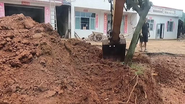 #挖掘机 这两颗树不知道最后能不能活