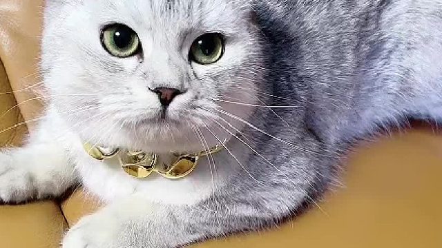 橙子也有怕的东西了，太难得了。#猫咪的迷惑行为 #铲屎官能有什么坏心眼