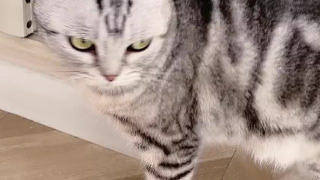 豆哥性格突变了，咋这样呢？#小奶猫的成长日记 #猫咪的迷惑行为