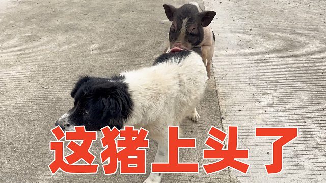 老猪这跨越物种的爱情，追得老母狗腿都瘸了【第199天】