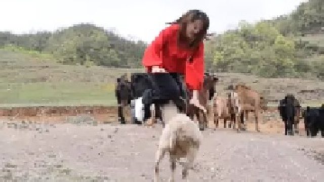 这个羊会功夫，谁敢来挑战？