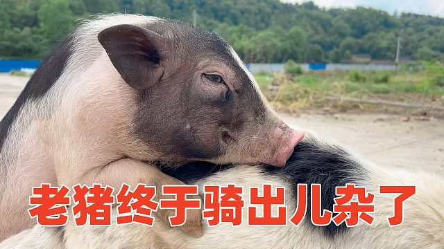 耕耘总会有收获，这不老猪终于骑出狗儿女了【第203天】
