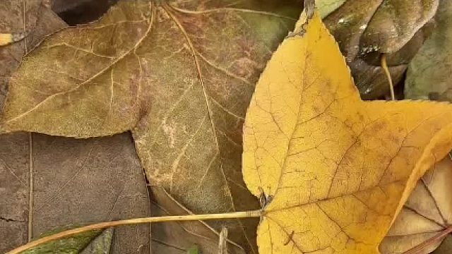 昆虫的拟态都上升到宇宙星空的高度了？拟态高手之间的对决