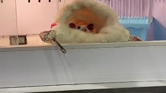 #蜜袋鼯日常 我仍然要继续看它的牙！#知危险平安行