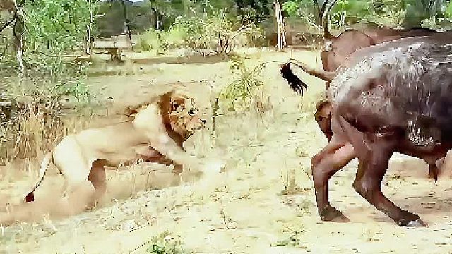 雄狮追捕水牛，公水牛为了保护母水牛撤离，留下来与狮子对抗