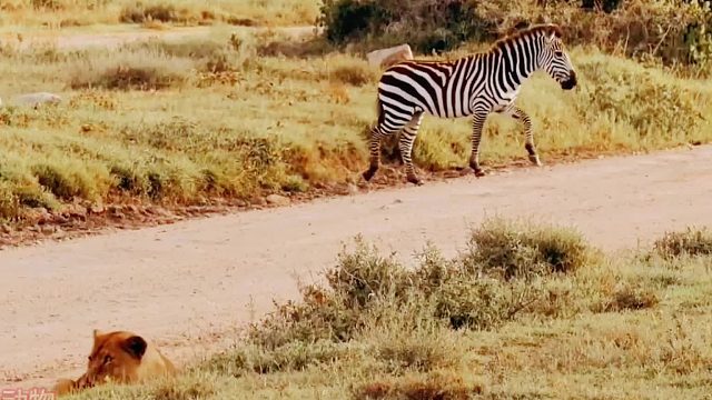 母狮躲藏在草丛中准备狩猎，牛羚为保护同伴，把母狮给揍了