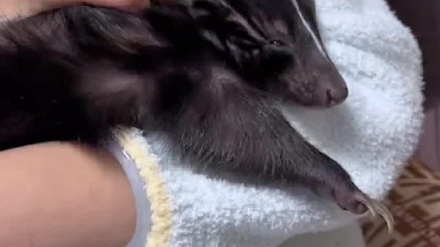 因臭鼬睡觉睡太死，猫咪亮出杀手锏……#萌宠出道计划 #猫咪的迷惑行为 #臭鼬日常