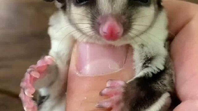 #家有萌宠 一个视频秒懂一半～喜欢就支持一下#家有萌鼠