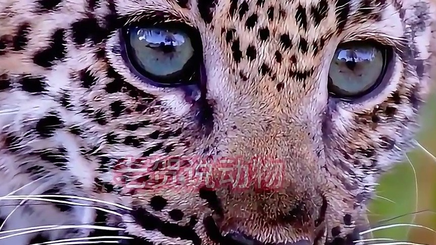 小花豹从树上跳下来，把花豹妈妈吓了一大跳