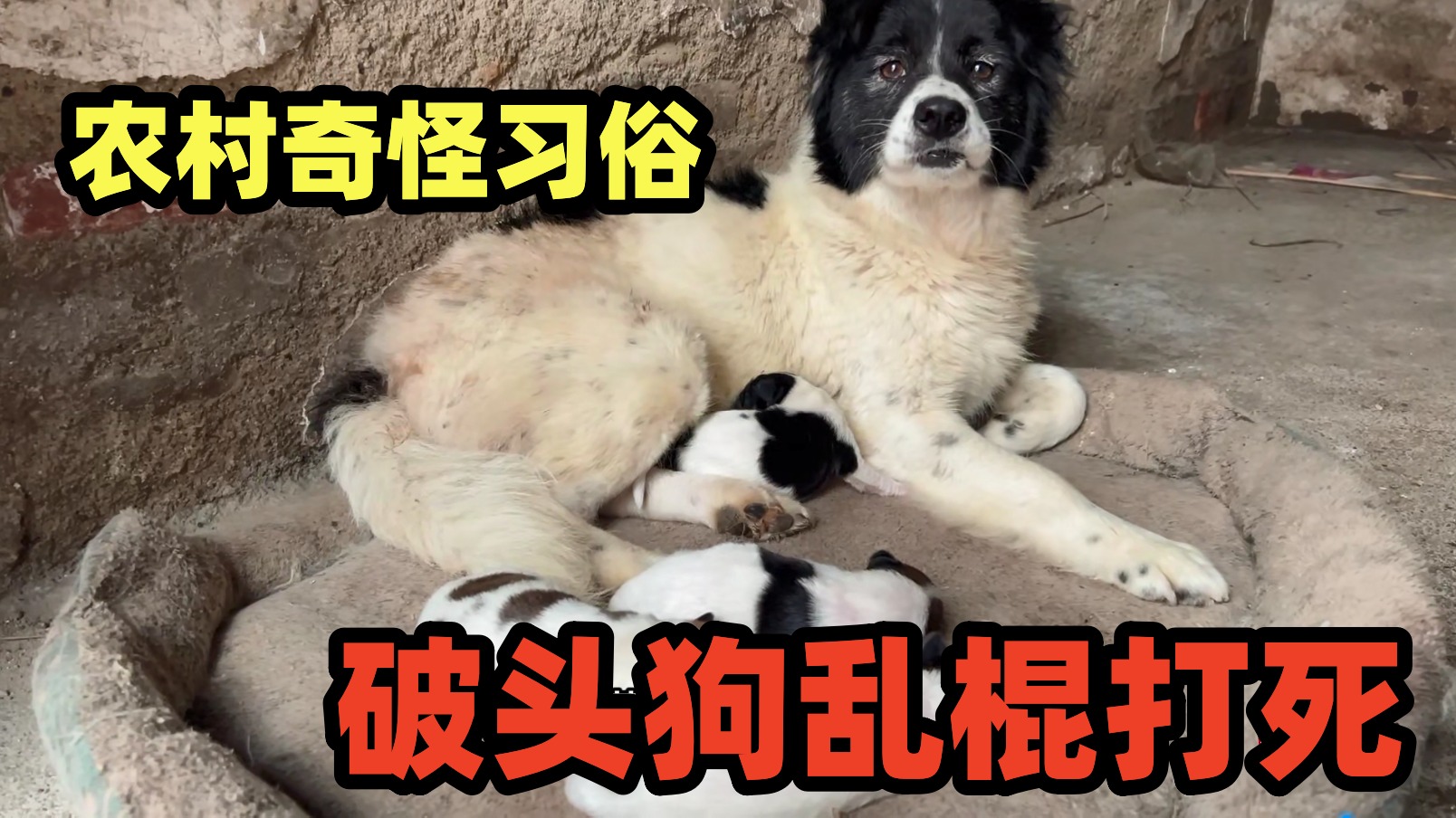 农村奇怪习俗，生了4只狗崽，老人说破头留不得，得乱棍打死！