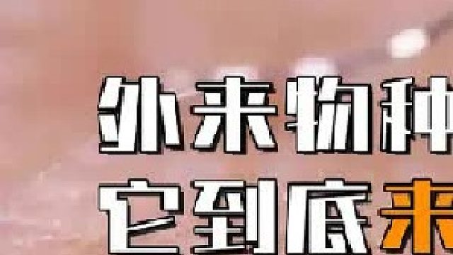 外来物种花蚊子，到中国已有五十年，它到底来自哪里？1