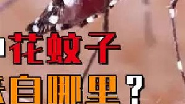 外来物种花蚊子，到中国已有五十年，它到底来自哪里？2