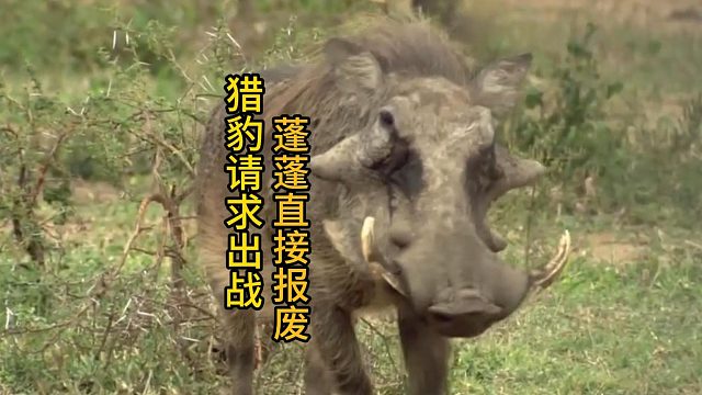 草原猎豹围捕疣猪