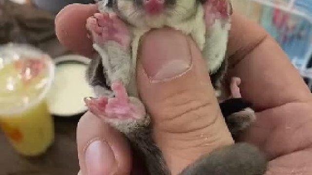 #蜜袋鼯 有没有一瞬间感觉太可爱想坐下去……#萌宠成精 #蜜袋鼯训练