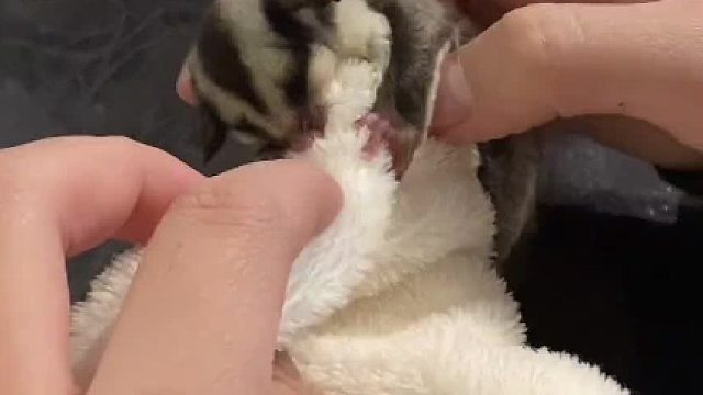 #蜜袋鼯新手指南 安全感对于小蜜来说格外重要#萌宠