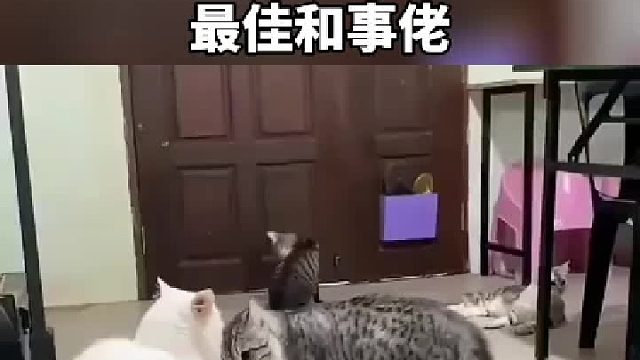 两猫打架，还有一只和事佬。