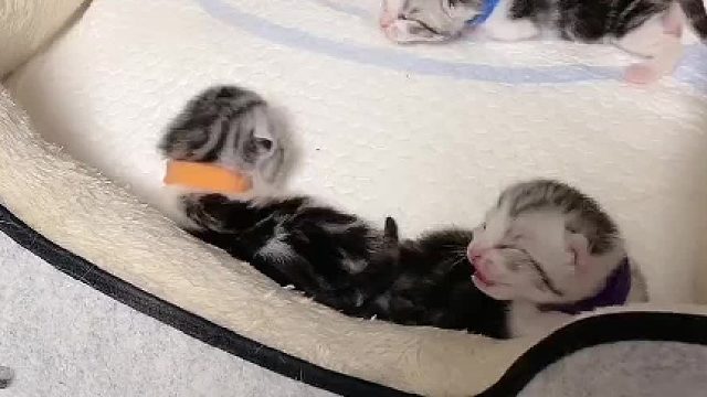 今天没抓到叼孩子的过程，不过我相信肯定会抓到的。#猫咪的迷惑行为 #小奶猫的成长日记 @少宇的宇