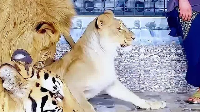 雄狮想欺负母狮，一旁的老虎见义勇为，把雄狮给揍了