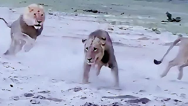 流浪雄狮想欺负母狮，被狮王狠狠的教训了一顿