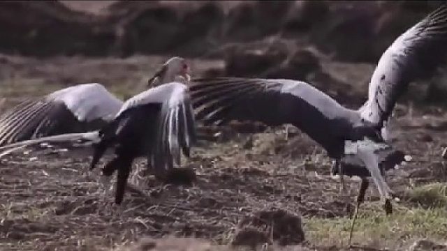 （3）鸟界著名美妆博主，被称为“秘书鸟”的蛇鹫，竟然武艺不凡？