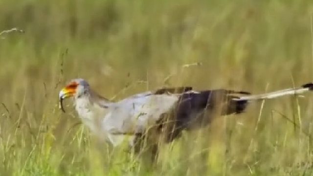 （2）鸟界著名美妆博主，被称为“秘书鸟”的蛇鹫，竟然武艺不凡？