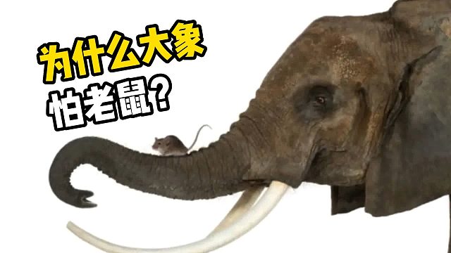 为什么大象怕老鼠？看完明白