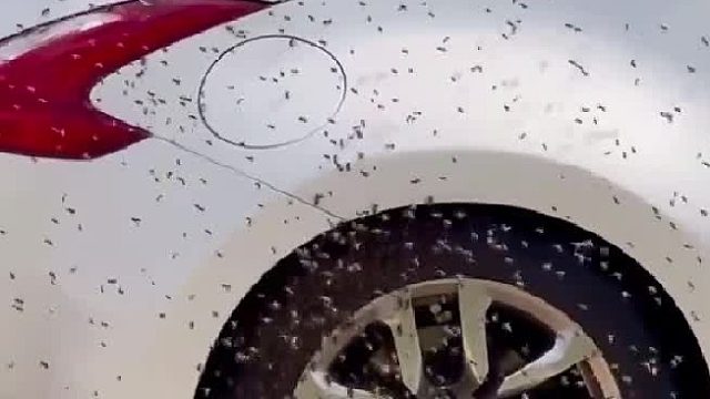 蜂王被锁在车里，上万只蜜蜂会跟着