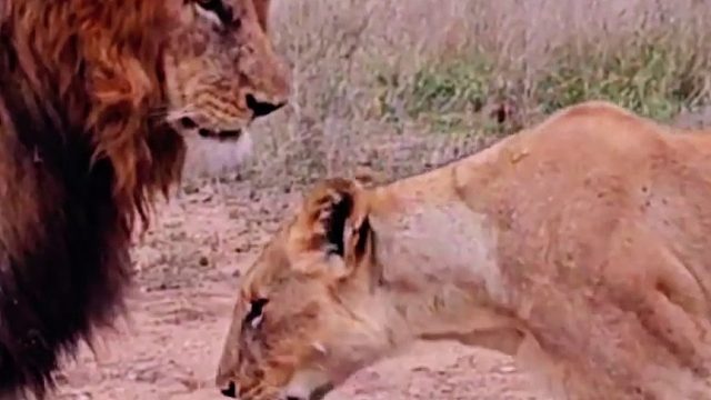 狮子的爱情，雄狮看着母狮的举动，它高兴的朝着天空傻笑