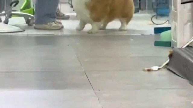 如果小狗会说话，也就这点心思吧