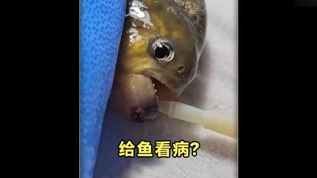 沉浸式给鱼看病，给养了7年的食人鱼做手术