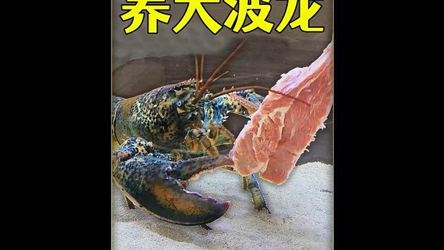 沉浸式养大波龙