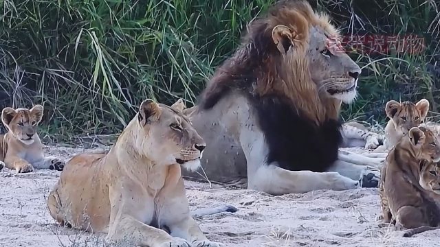 小狮子惹得母狮妈妈生气了，它只好向狮王爸爸求助