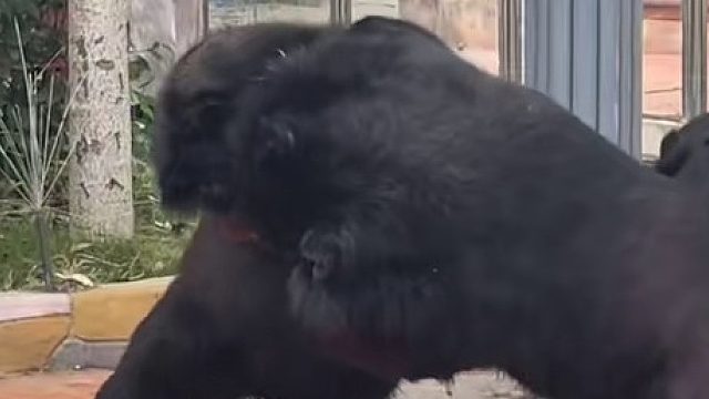 昨天老虎也打架了