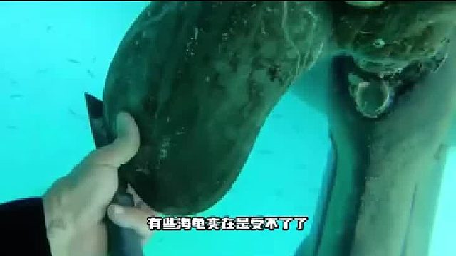 “寄生恶魔”藤壶有多可怕？海洋生物逃不过，人类舰船也没能逃脱