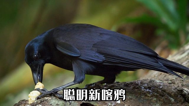 聪明的新喀鸦钓肉虫