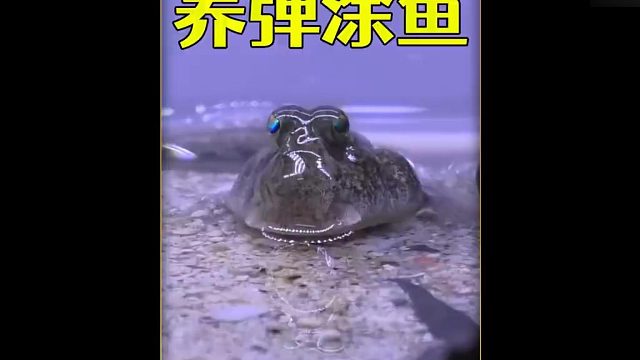 沉浸式养弹涂鱼，把寄居蟹和弹涂鱼养在一起