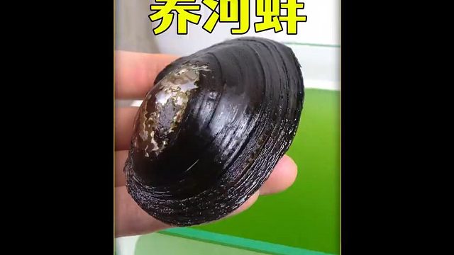 沉浸式养河蚌，在河蚌抓了三只河蚌养起来