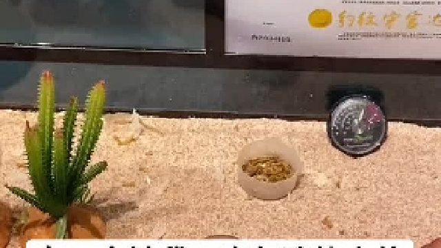 #睫角守宫 一直被忽略的小伙伴，萌到我总是忽略它#爬宠