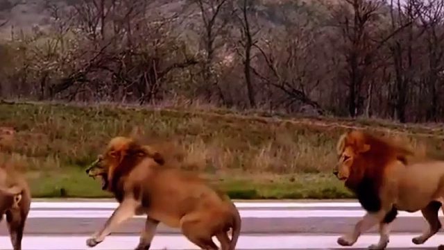 狮王被外来雄狮偷袭而受伤，母狮不离不弃守护狮王