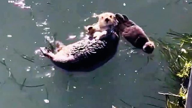 这是什么神奇的动物，不仅会游泳，而且还是仰泳