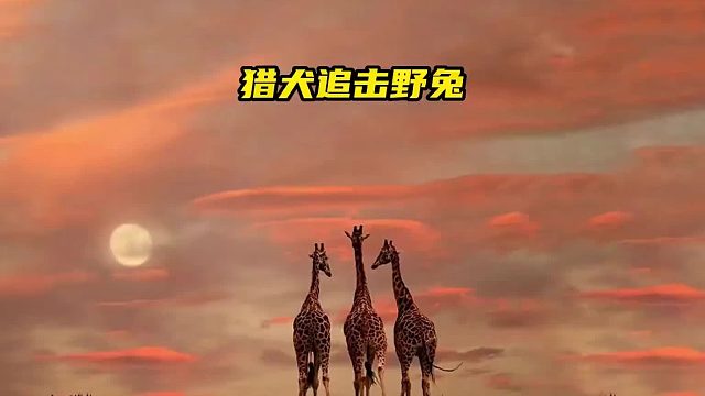 758一望无垠的田野上，一只野兔被两只猎犬追击，野兔能否成功逃脱呢？