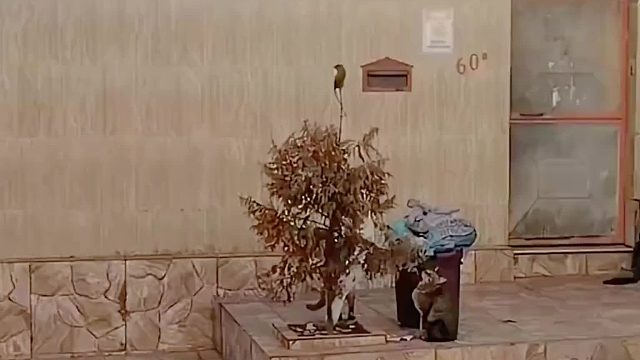 355. 老鼠 -我不知道我还顶不顶得住