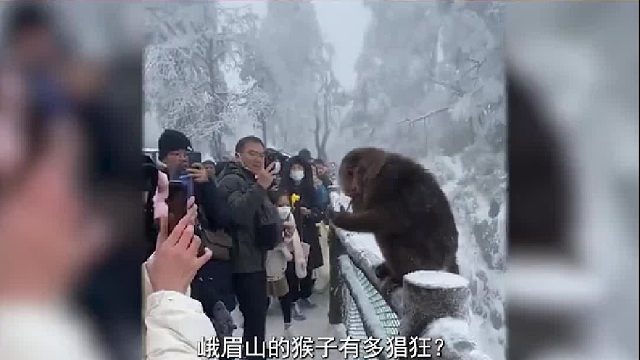 为什么投喂快要饿死的北极熊，是违法行为？投喂野生动后果多可怕3